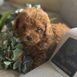 Boy 1 - Red  male Poodle puppy in Taylorsville, North Carolina from SilverLining highlands and hounds