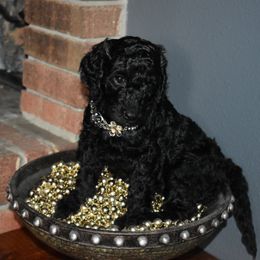 Poodle Puppies from Sequoyah Standard Poodles