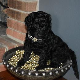 Poodle Puppies from Sequoyah Standard Poodles