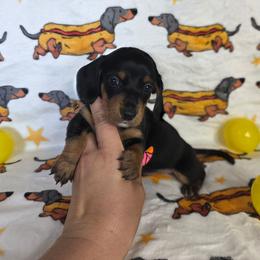 Black and Tan Boy 2 - Black and tan male Dachshund puppy in Austin, Colorado from Colorado Mini Dachshunds & Mini Pomskies