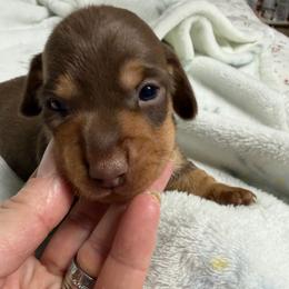 Jimmy Dean - Chocolate and tan male Dachshund puppy in Chillicothe, Ohio from Brittney's Dachshunds