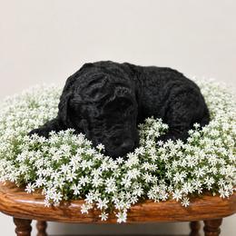 Green - Black male Goldendoodle puppy in Fairmount, Georgia from Muscadine Meadows Farm