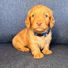 Clifford - Red male Dachshund puppy in North Auburn, California from Northern Doxie