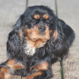 Lea - Cavalier King Charles Spaniel