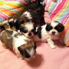 Shih Tzus and Shorkies from Joann's Pups