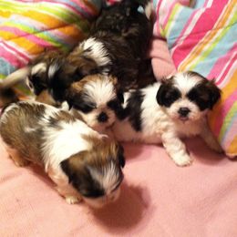 Shih Tzus and Shorkies from Joann's Pups