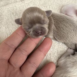 Kohei - Lilac female Shih Tzu puppy in Orange, California from Shih Tzu Hauz