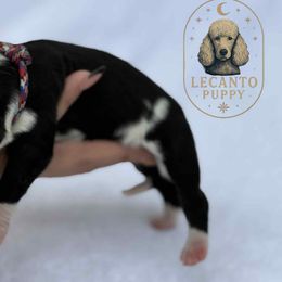 Bernedoodles from Lecanto Puppy