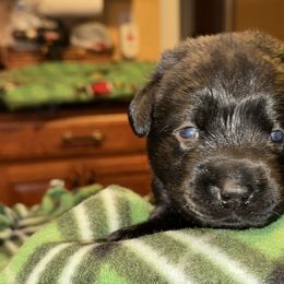Girl 2 - Black female Labrador Retriever puppy in Fitchburg, Massachusetts from Sunny Hill Farm Labradors