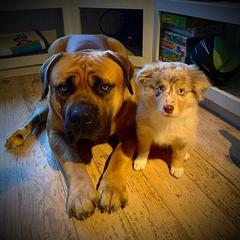 Boerboel All Grown Up from Cascade Boerboels