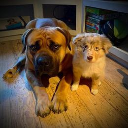 Boerboel All Grown Up from Cascade Boerboels