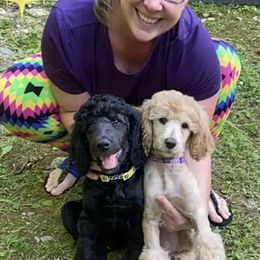 Poodle Puppies from Standard Poodle and Doodles