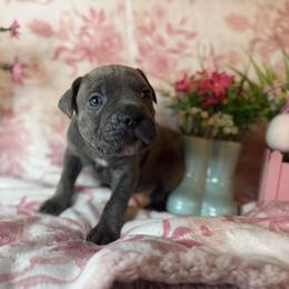 Orange collar - Gray brindle female Cane Corso puppy in Opelousas, Louisiana from Azelees Cane Corso