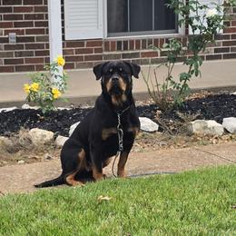 Maya - Black and mahogany female Rottweiler puppy in Holts Summit, Missouri from Hurleyhaus Rottweilers
