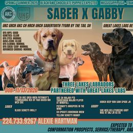 Labrador Retriever puppies from Three Lakes Labs & WHDs