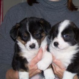 Cardigan Welsh Corgi Puppies from Woodrose Farm