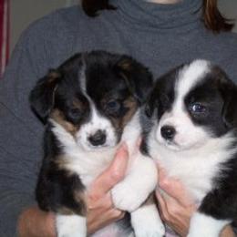 Cardigan Welsh Corgi Puppies from Woodrose Farm