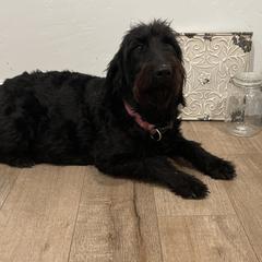 Whiskey - Labradoodle