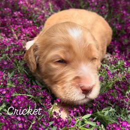 Boy 5 - male Australian Labradoodle puppy in Sedona, Arizona from Red Rock Doodles