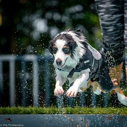Australian Shepherd Puppies from Underworld Australian Shepherds