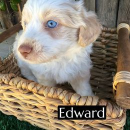Edward - Apricot male Aussiedoodle puppy in Bakersfield, California from Annie's Aussies