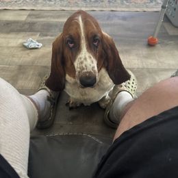 Callie - Basset Hound