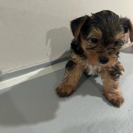 Lil man - Black and tan male Yorkshire Terrier puppy in Dearborn Heights, Michigan from 1 Taste Of Flavor LLC