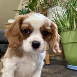 Tug - Blenheim male Cavalier King Charles Spaniel puppy in Macomb, Missouri from Hunter's Puppies