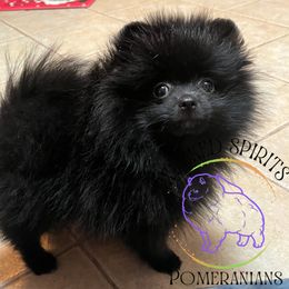 AKC CACTUS 2500 - Black female Pomeranian puppy in Watkins Glen, New York from Wicked Spirits Pomeranians
