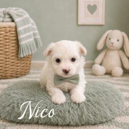 Nico - White male Maltese puppy in Bowling Green, Kentucky from Denise Clark
