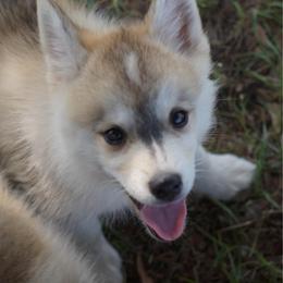 Mike - Silver male Pomsky puppy in Krum, Texas from Paw-Some Pomskies