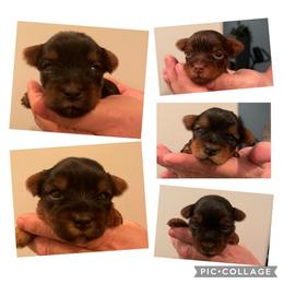 Yorkshire Terrier Puppies from Wagsly Yorkie Puppies