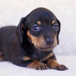 Bo Peep - Black and tan female Dachshund puppy in Apple Valley, California from Socaldoxies