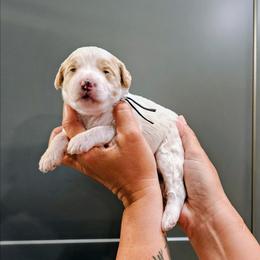 Bermuda - Parti female Goldendoodle puppy in Forest, Ohio from Mini Doodle Buddies