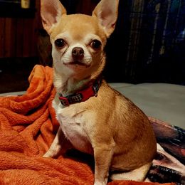 Tiva - Chihuahua