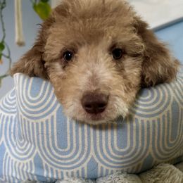 Scooby - Red merle male Aussiedoodle puppy in Denton, Maryland from Royal Conron Doodles