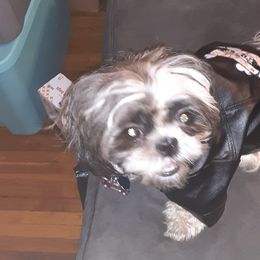 Mercy AHANDFULOFLOVEBREEDERS - Shih Tzu