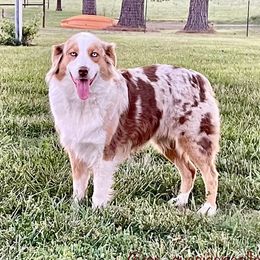 Clementine - Australian Shepherd