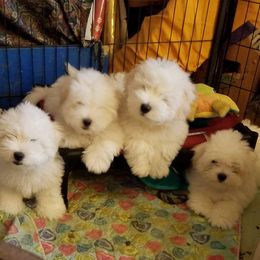 Coton de Tulear and Pembroke Welsh Corgi Puppies from Kacia Kennels
