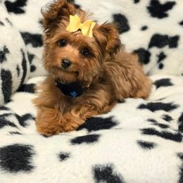 Biewer Terrier, Yorkipoo, and Yorkshire Terrier Puppies from Tiny Paws Luxury Pets