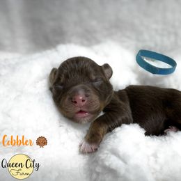 Cobbler (blue) - Red tri-color female Australian Shepherd puppy in Falmouth, Kentucky from Queen City Farm