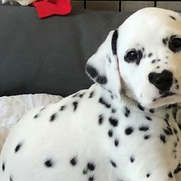 Dalmatians from Talmeades Dalmatians