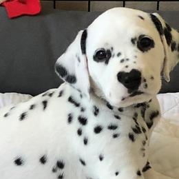Dalmatians from Talmeades Dalmatians