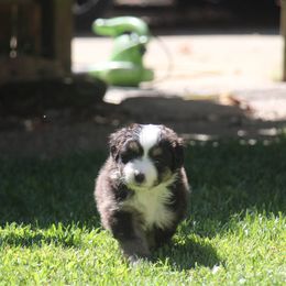 Morgan - Black tri female Miniature American Shepherd puppy in Philpot, Kentucky from MarLoWin Aussies