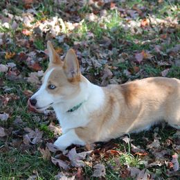 Cheddar - Pembroke Welsh Corgi
