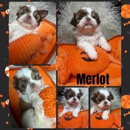 Merlot - Red and white male Shih Tzu puppy in Coolidge, Arizona from Shih Tzu’s  ‘N’ Love