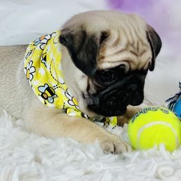 Pug Puppies from Lindsay’s Cenla Pugs!