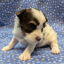 PeeWee Chocolate Parti male - Chocolate, tan and white male Yorkshire Terrier puppy in Gatesville, Texas from KontryKritterz Yorkies