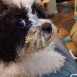 Shichons from Diane Scott's Shichons