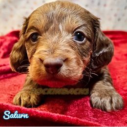 Boy 3 - Saturn - Dachshund puppy from Rockindachs